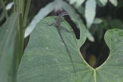 Anolis gemmosus