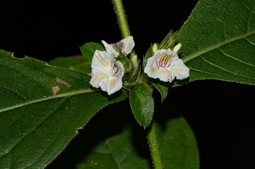 Neuracanthus africanus image