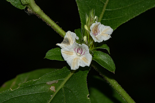 Neuracanthus africanus image