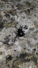 Timarcha nicaeensis