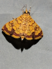 Portentomorpha xanthialis