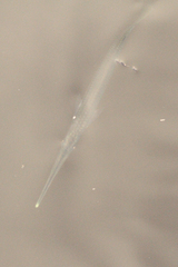 Zenarchopterus buffonis