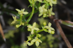 Galium latoramosum
