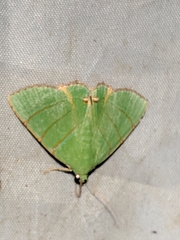 Eulepidotis viridissima