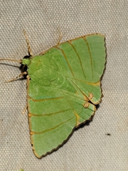 Eulepidotis viridissima