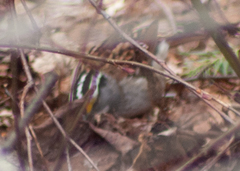 Zonotrichia albicollis image