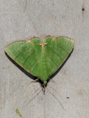 Eulepidotis viridissima
