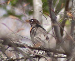 Turdus migratorius image