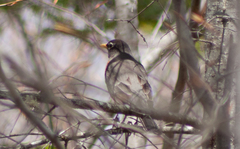 Turdus migratorius image