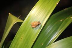 Pristimantis parvillus