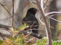 Turdus migratorius image