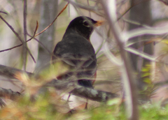 Turdus migratorius image