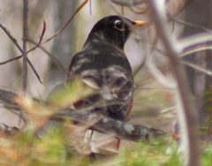 Turdus migratorius image