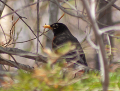 Turdus migratorius image