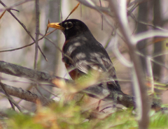Turdus migratorius image