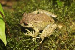 Pristimantis sobetes