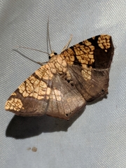 Nematocampa completa