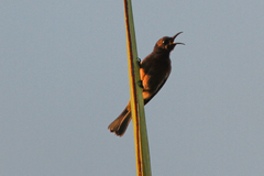Myzomela obscura harterti