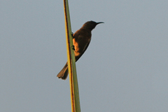 Myzomela obscura harterti
