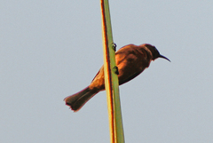 Myzomela obscura harterti