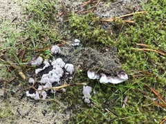 Hydnellum scrobiculatum