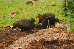 Megapodius reinwardt castanonotus