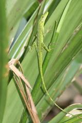 Anolis gemmosus