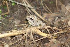 Pristimantis w-nigrum