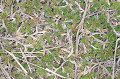 Selaginella sellowii