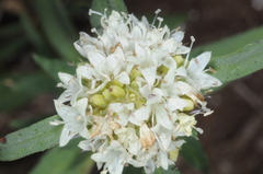 Spermacoce densiflora