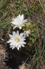 Gymnocalycium monvillei