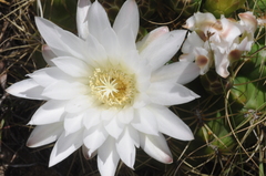 Gymnocalycium monvillei