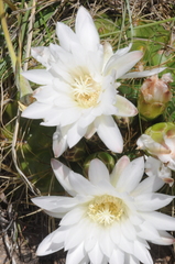 Gymnocalycium monvillei