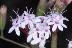 Stevia satureiifolia