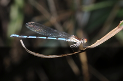 Argia joergenseni