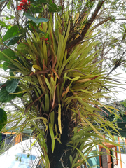 Pyrrosia longifolia