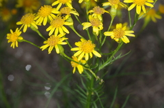 Senecio pampeanus
