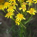 Senecio pampeanus - Photo (c) aacocucci, some rights reserved (CC BY-NC), uploaded by aacocucci