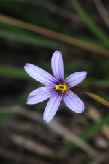 Sisyrinchium chilense