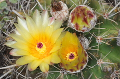Parodia