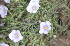 Nierembergia linariifolia