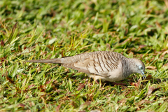 Geopelia placida placida