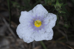 Nierembergia linariifolia