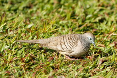Geopelia placida placida