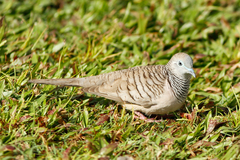 Geopelia placida placida