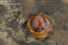 Mactra quadrangularis