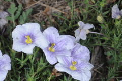 Nierembergia linariifolia