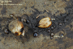 Mactra quadrangularis