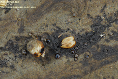 Mactra quadrangularis