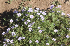 Nierembergia linariifolia